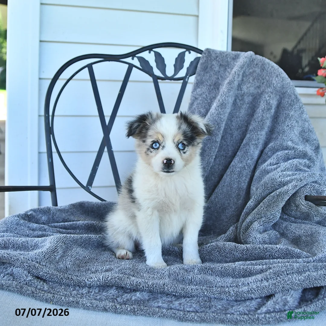 Miniature Australian Shepherd dogs for sale: Bailey - Ad 1