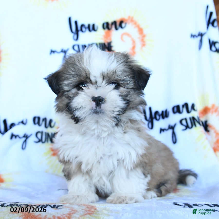 Shih Tzu dogs Biscotti - Ad 1