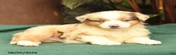 Miniature Australian Shepherd dogs for sale: Shan  - Ad 3