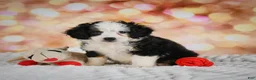 Mini Bernedoodle dogs for sale: Mim - Ad 6