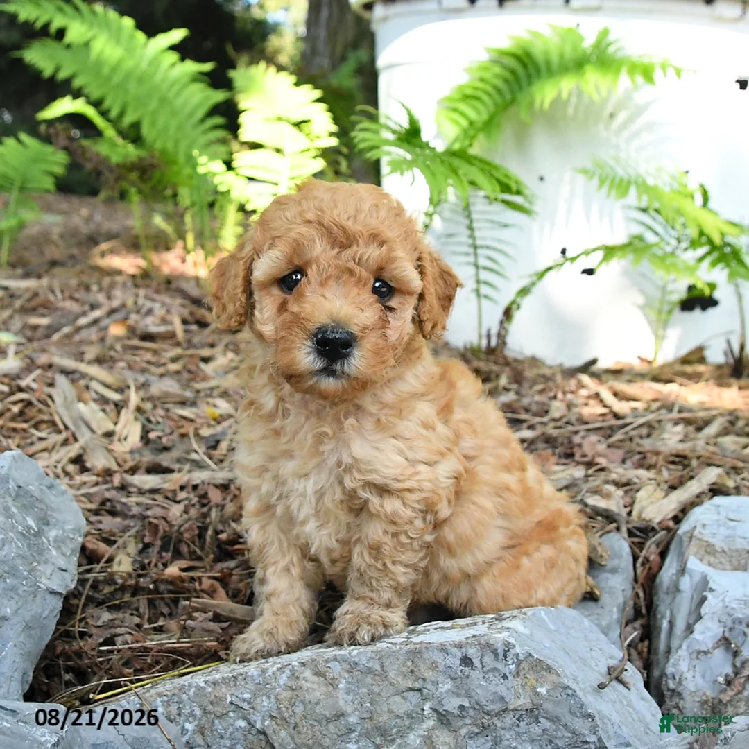Havapoo dogs for sale: Teddy - Ad 1