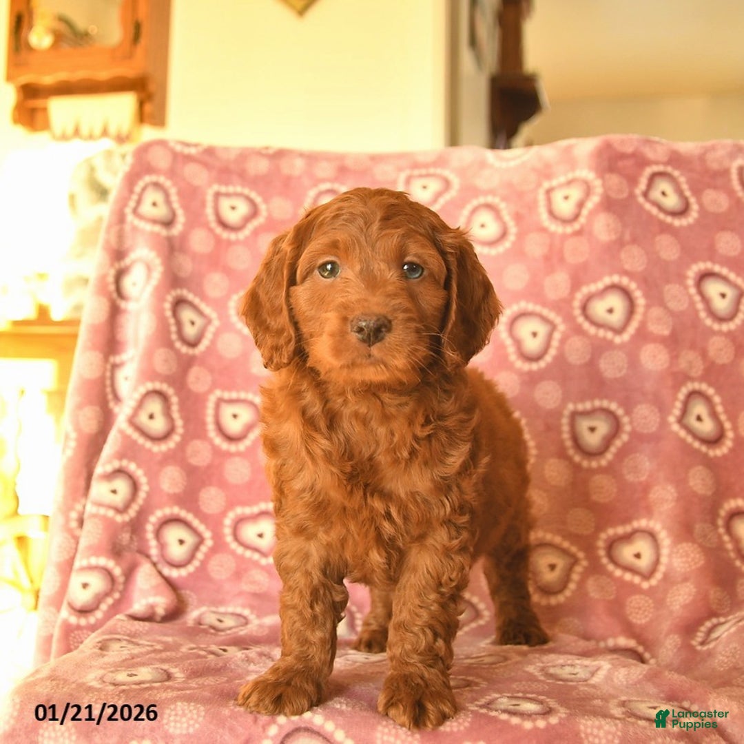 Cockapoo dogs for sale: Duke  - Ad 2