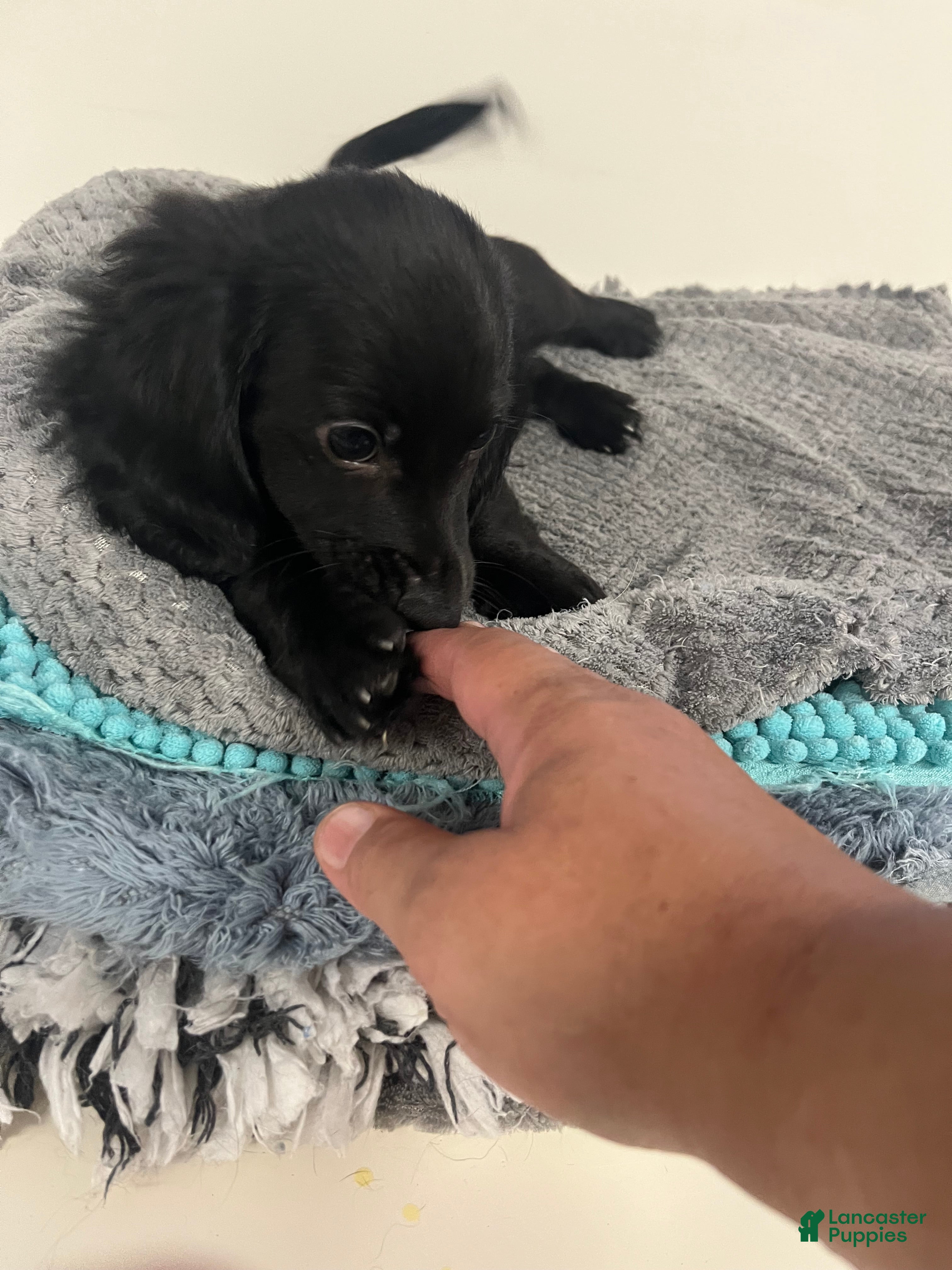 Miniature Dachshund dogs James - Ad 1