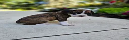 Boxer dogs for sale: Santo - Ad 2