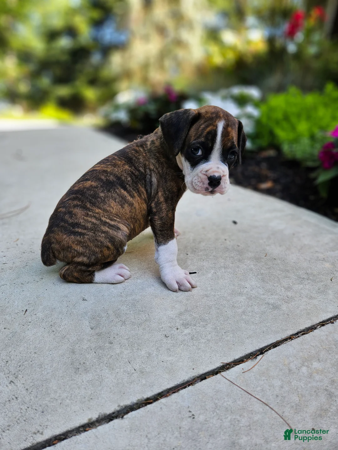 Boxer dogs for sale: Santo - Ad 2