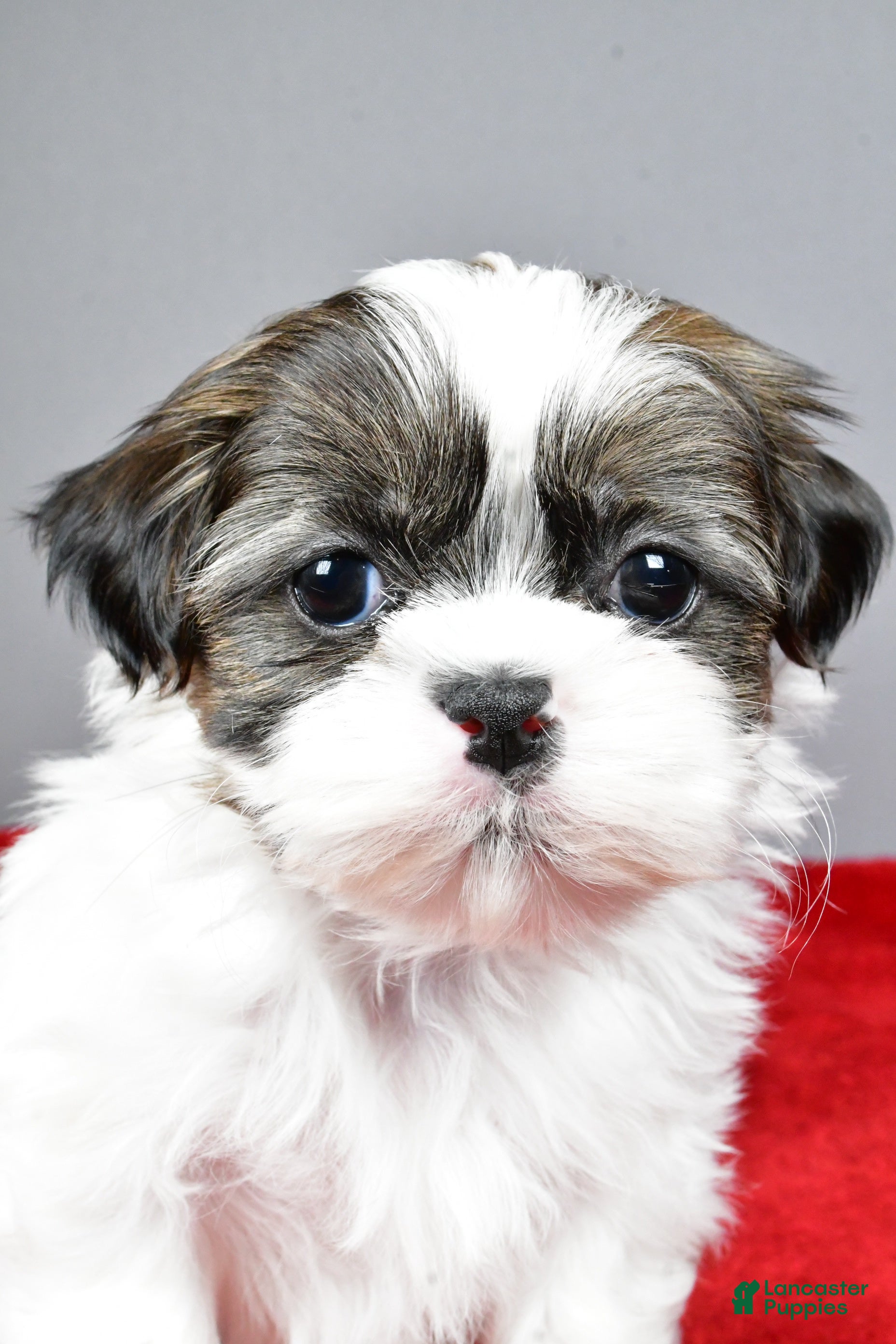 Shih Tzu dogs Ruger - Ad 13