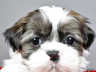 Shih Tzu dogs Ruger - Ad 13