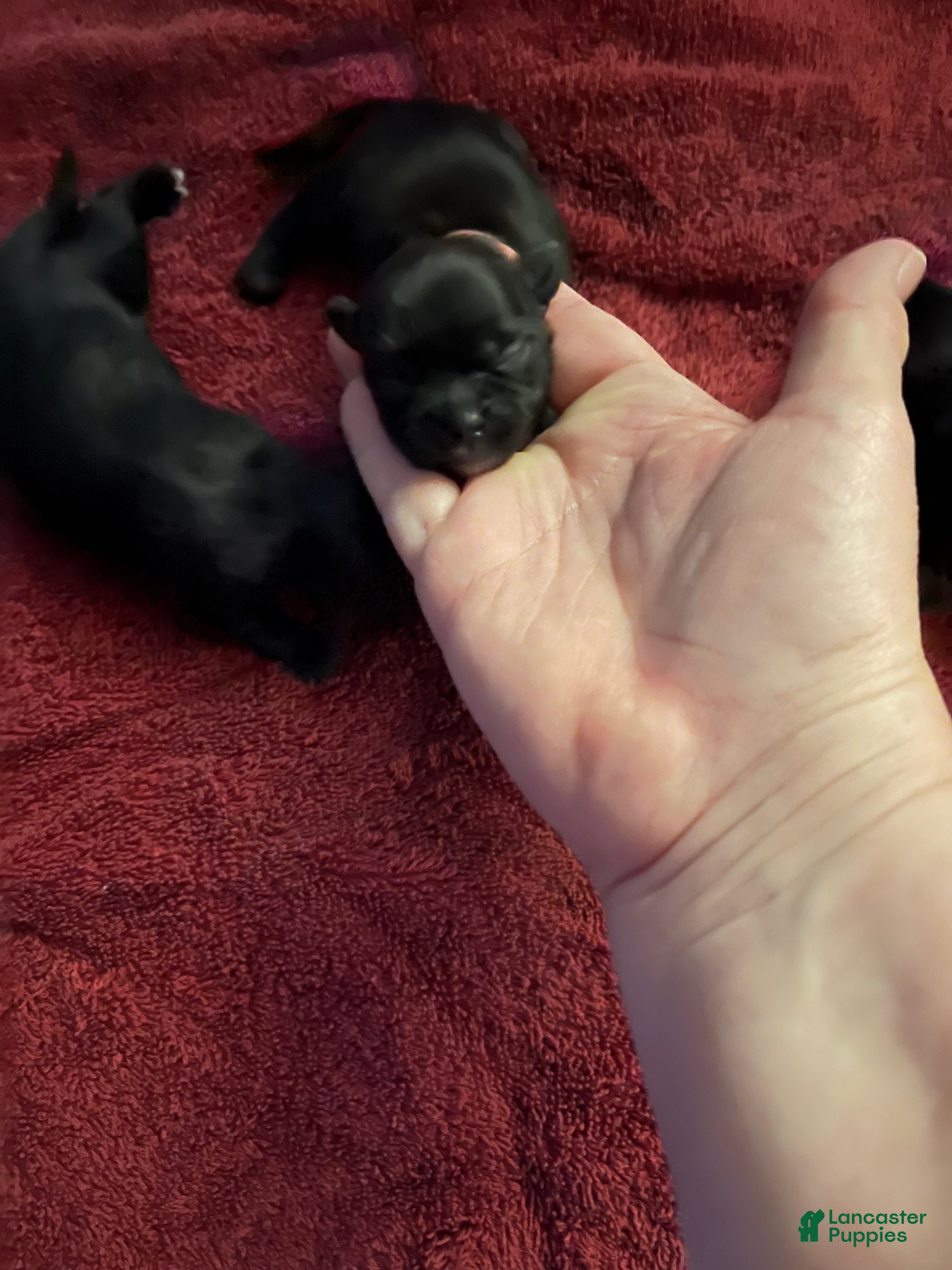 Malshi dogs Malshi Puppy 6 - Ad 10