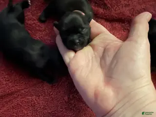 Malshi dogs Malshi Puppy 6 - Ad 11