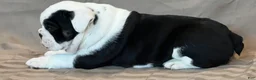 English Bulldog dogs for sale: English Bulldog Puppy 1 - Ad 6