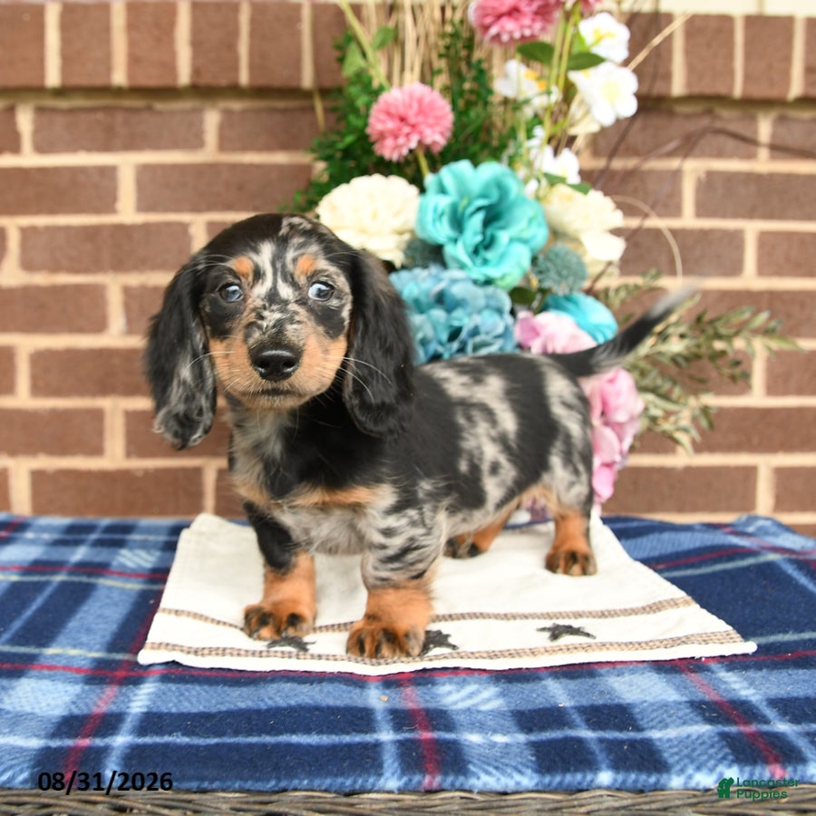 Miniature Dachshund dogs Lynn - Ad 2