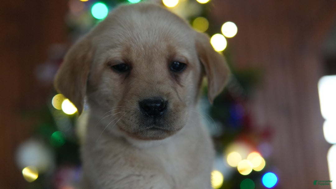 Labrador Retriever dogs for sale: Turbo - Ad 5