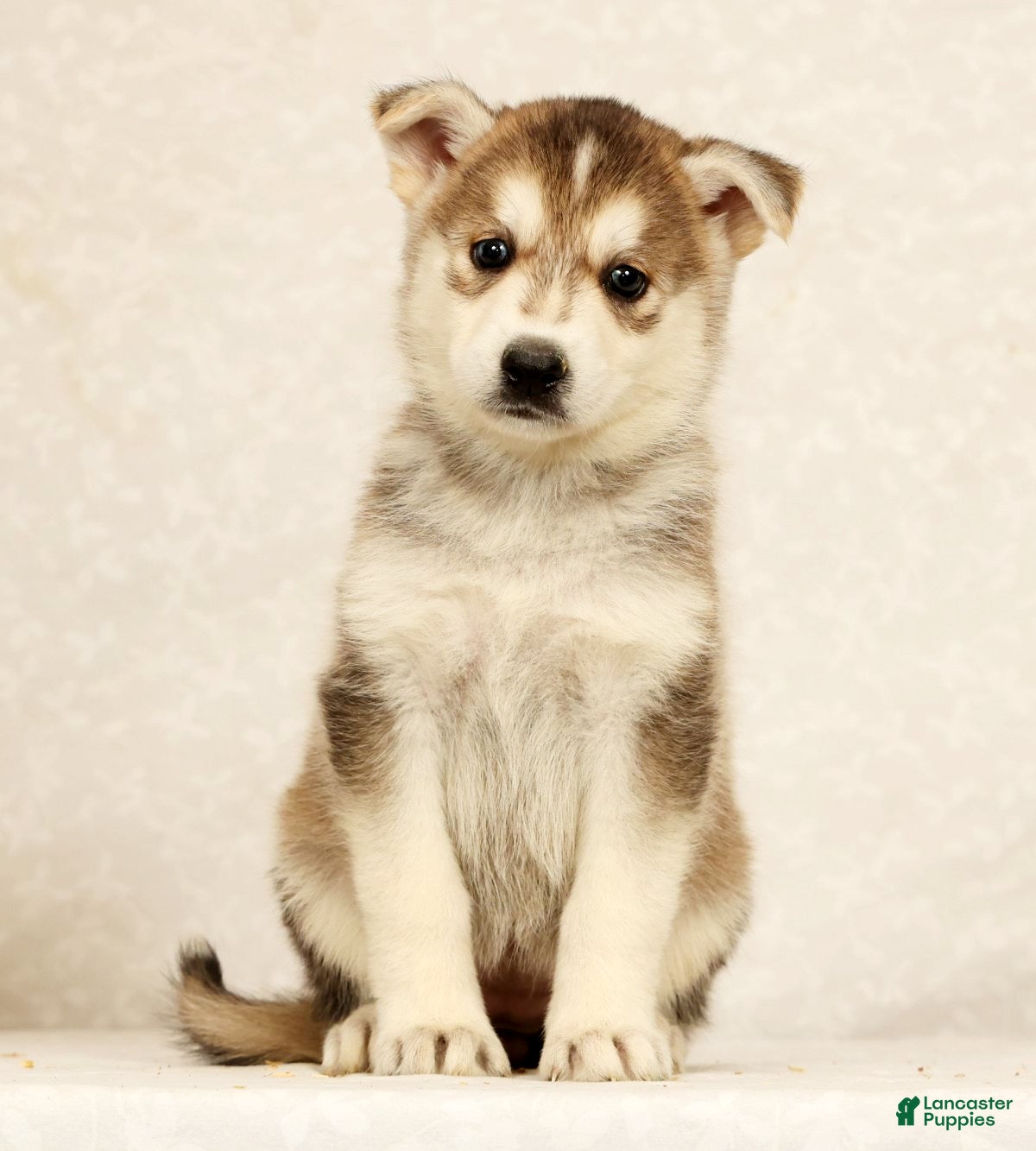 Gerberian Shepsky dogs Cindy - Ad 2