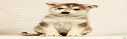 Gerberian Shepsky dogs for sale: Cindy - Ad 2