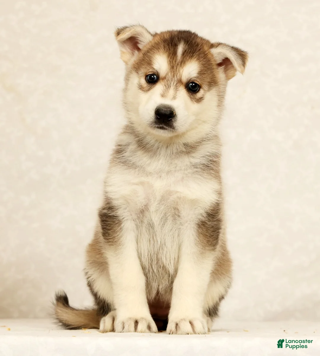 Gerberian Shepsky dogs for sale: Cindy - Ad 2