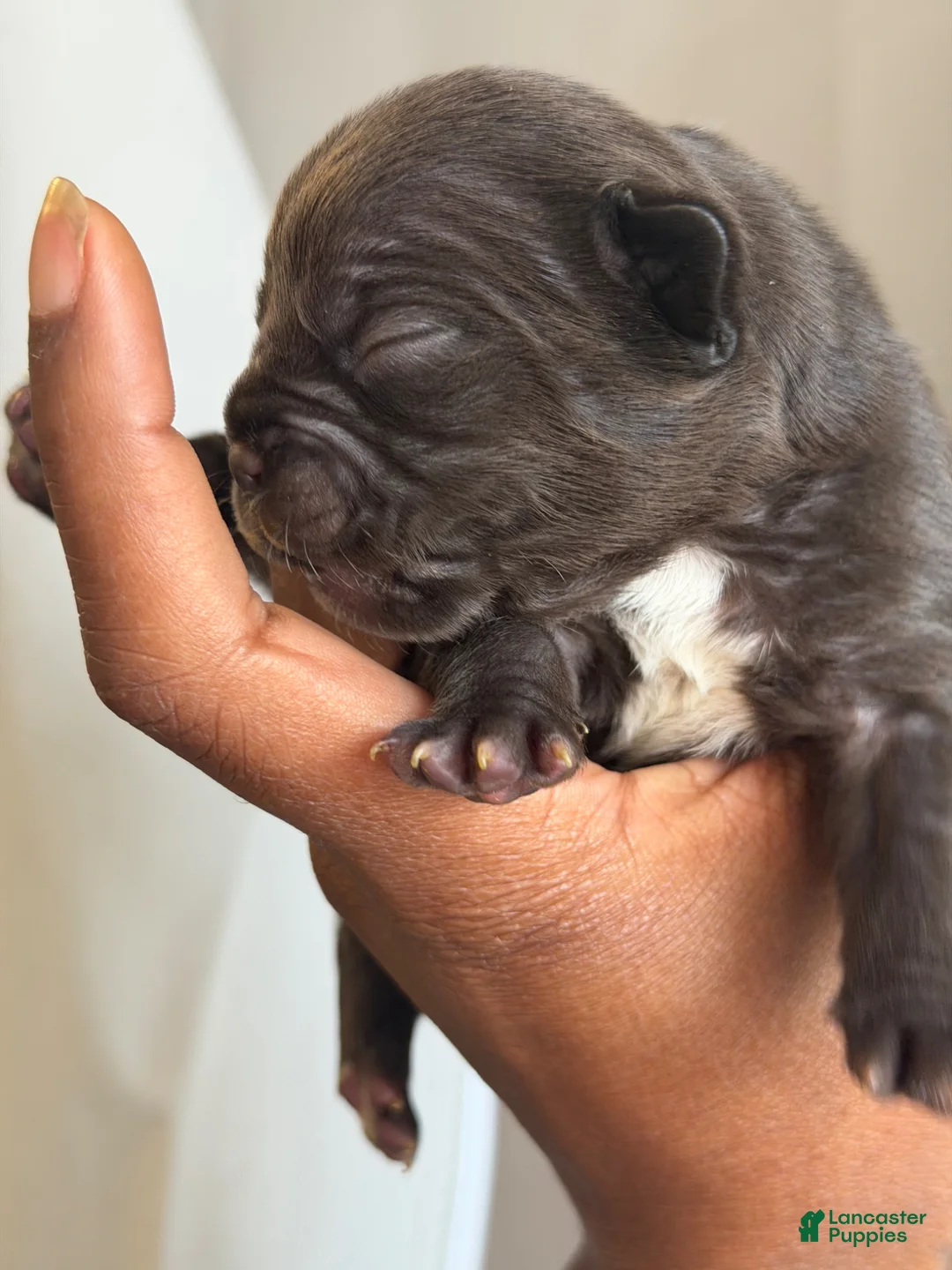 French Bulldog dogs for sale: French Bulldog Puppy 3 - Ad 2