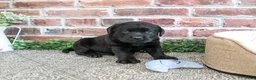 Labrador Retriever dogs for sale: Bean - Ad 4