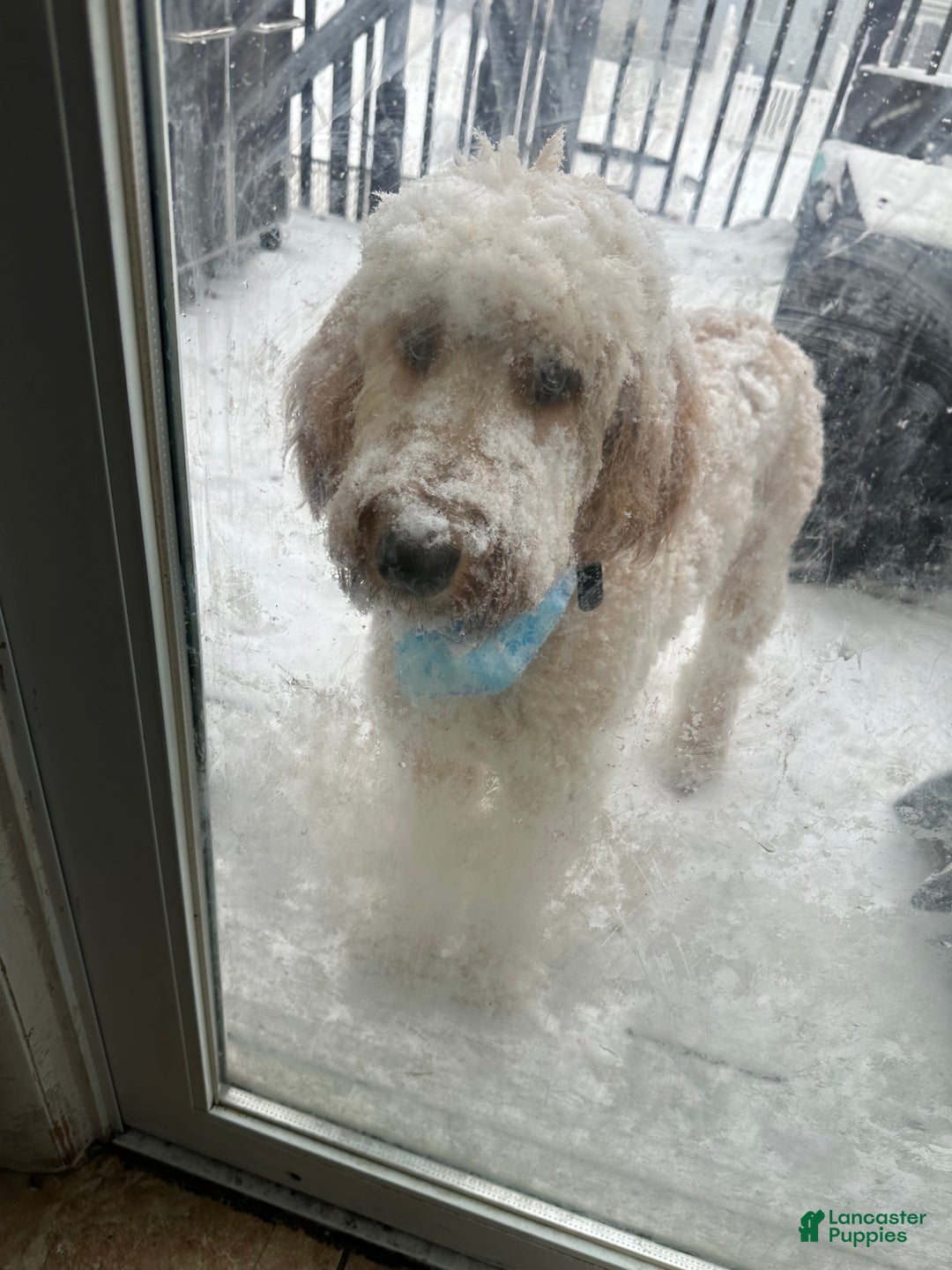 Irish Doodle dogs for sale: Irish Doodle Puppy 1 - Ad 2