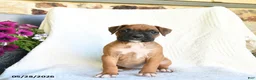 Boxer dogs for sale: Rhea - Ad 3