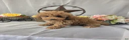 Miniature Poodle dogs for sale: Cindy - Ad 7