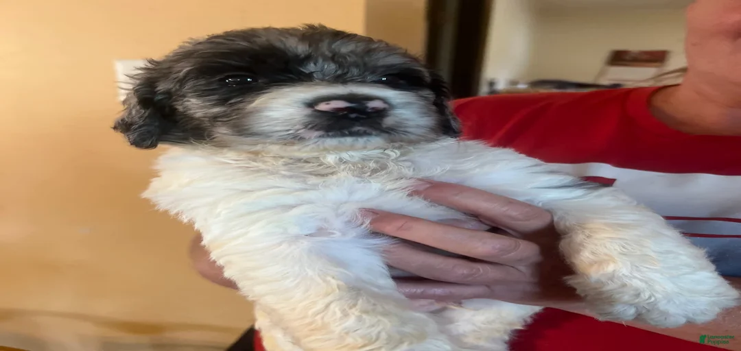 Gallery Image {{count}}