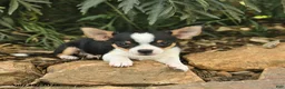 Chihuahua dogs for sale: Patriot  - Ad 4