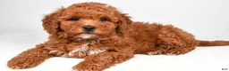 Mini Goldendoodle dogs for sale: Polly - Ad 6