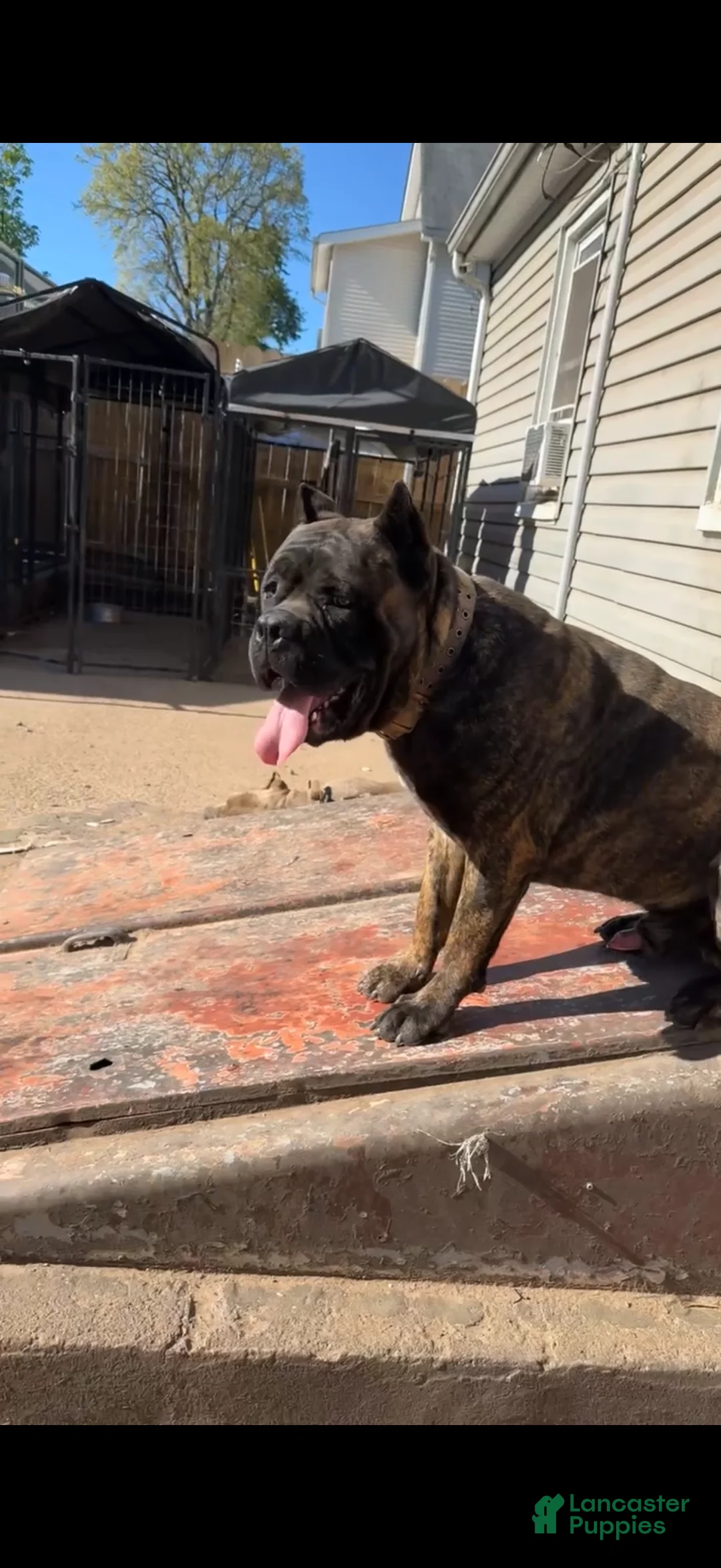 Cane Corso dogs for sale: Macy  - Ad 4