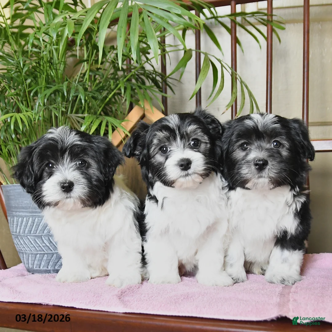 Havanese dogs for sale: Bolt - Ad 3