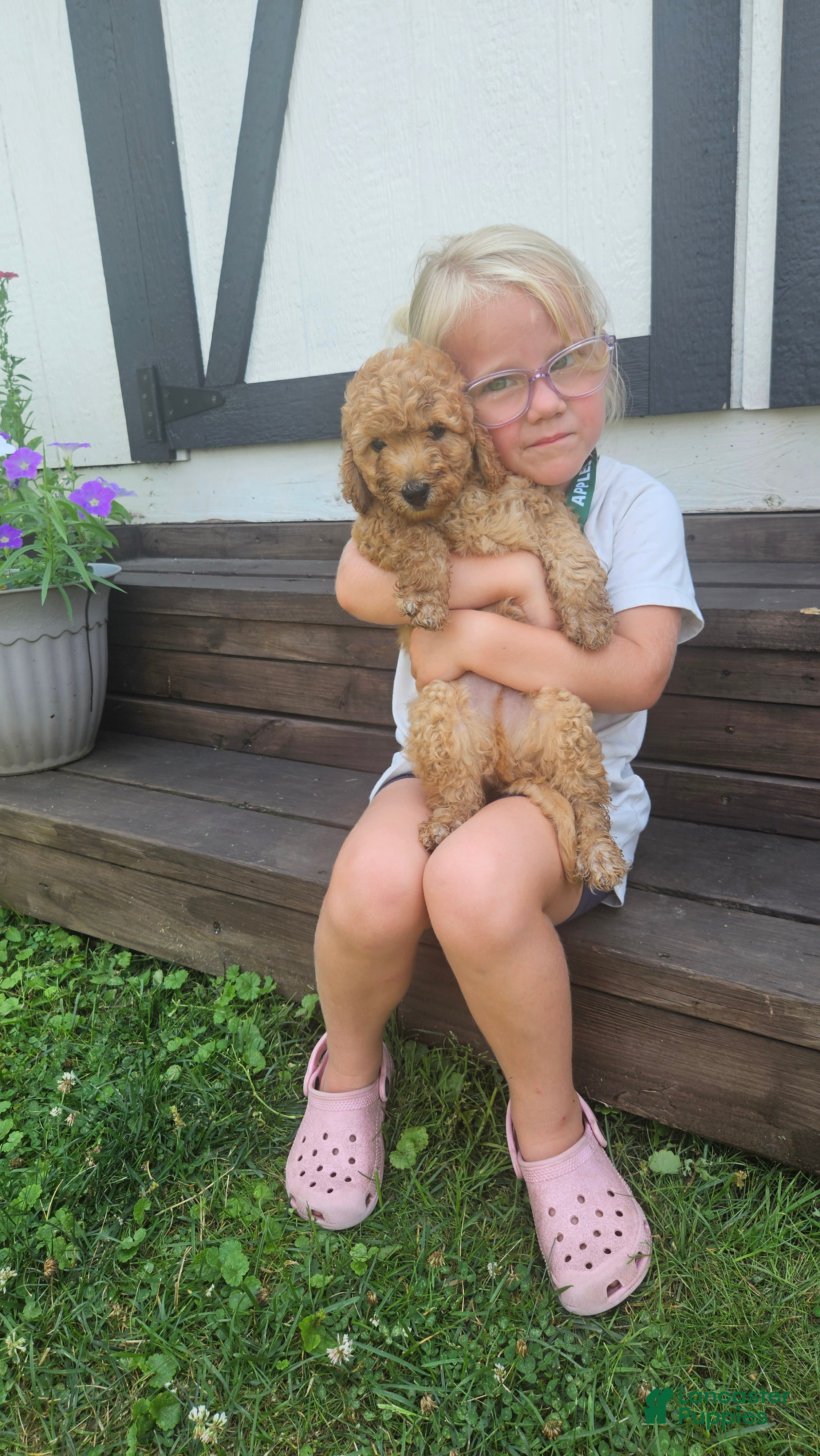 Mini Goldendoodle dogs Sandy - Ad 2