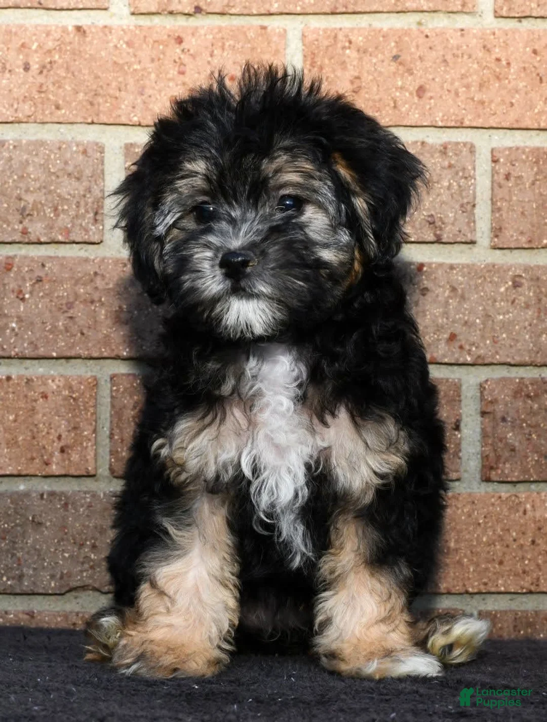 Gallery Image {{count}}