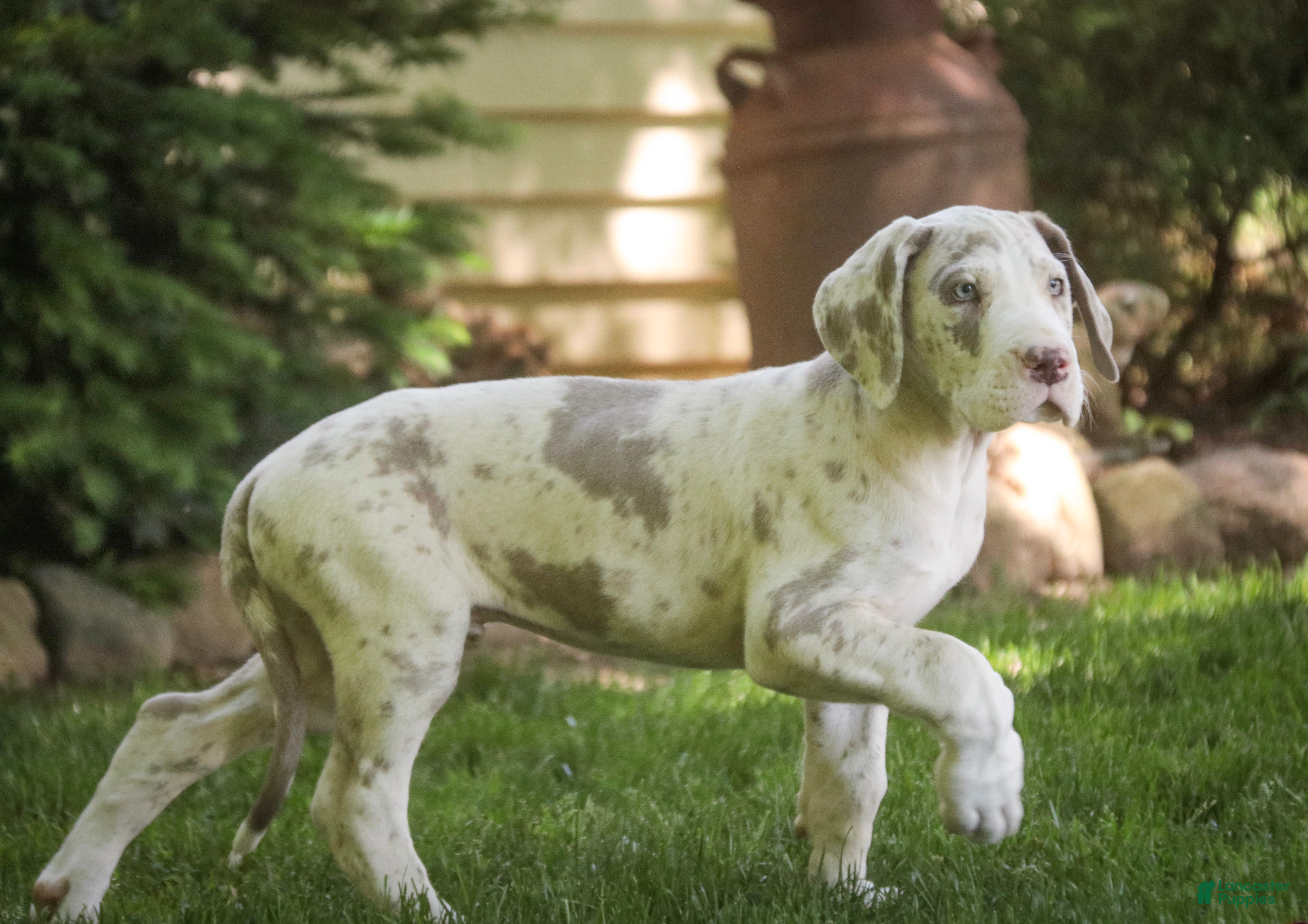 Great Dane dogs Santiago - Ad 2