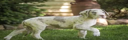 Great Dane dogs for sale: Santiago - Ad 2