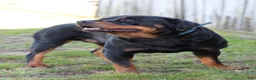 Rottweiler dogs for sale: Hoyt - Ad 7