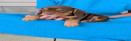 Beabull dogs for sale: Winston  - Ad 14