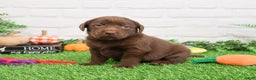 Labrador Retriever dogs for sale: Nutmeg - Ad 6