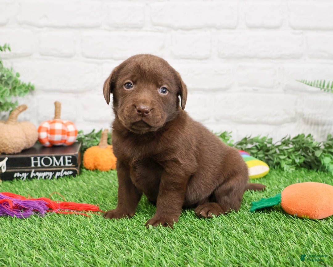 Labrador Retriever dogs for sale: Nutmeg - Ad 6