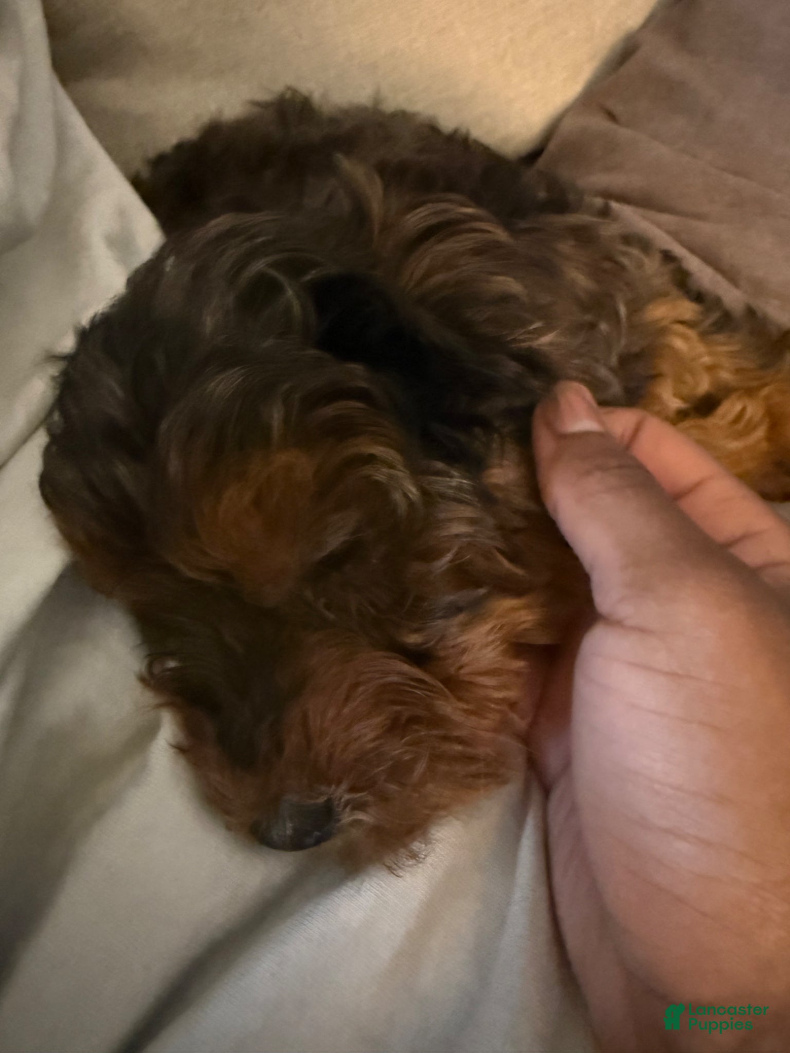 Yorkiepoo dogs for sale: Yorkiepoo Puppy 1 - Ad 3