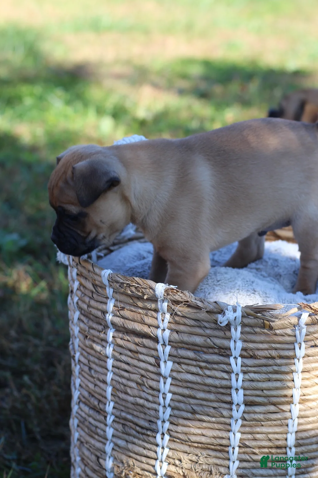 Jug dogs for sale: Bear - Ad 2