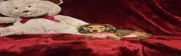Miniature Dachshund dogs for sale: HONEY  - Ad 8