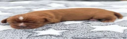 Cavalier King Charles Spaniel dogs for sale: Dallas Cavalier King Charles Spaniel  - Ad 5