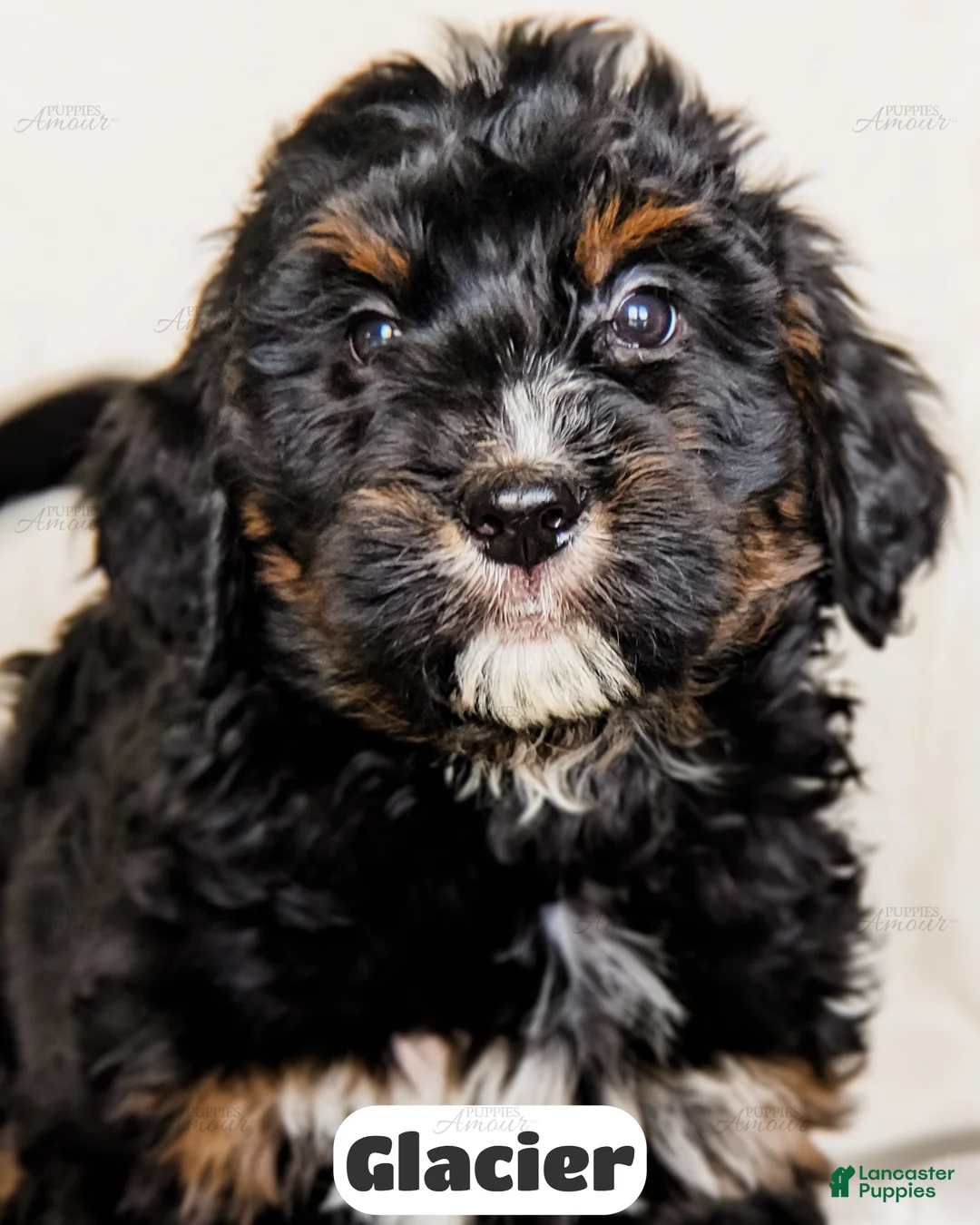 Bernedoodle dogs for sale: Glacier - Ad 1