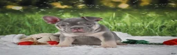 French Bulldog dogs for sale: Luke - Ad 4