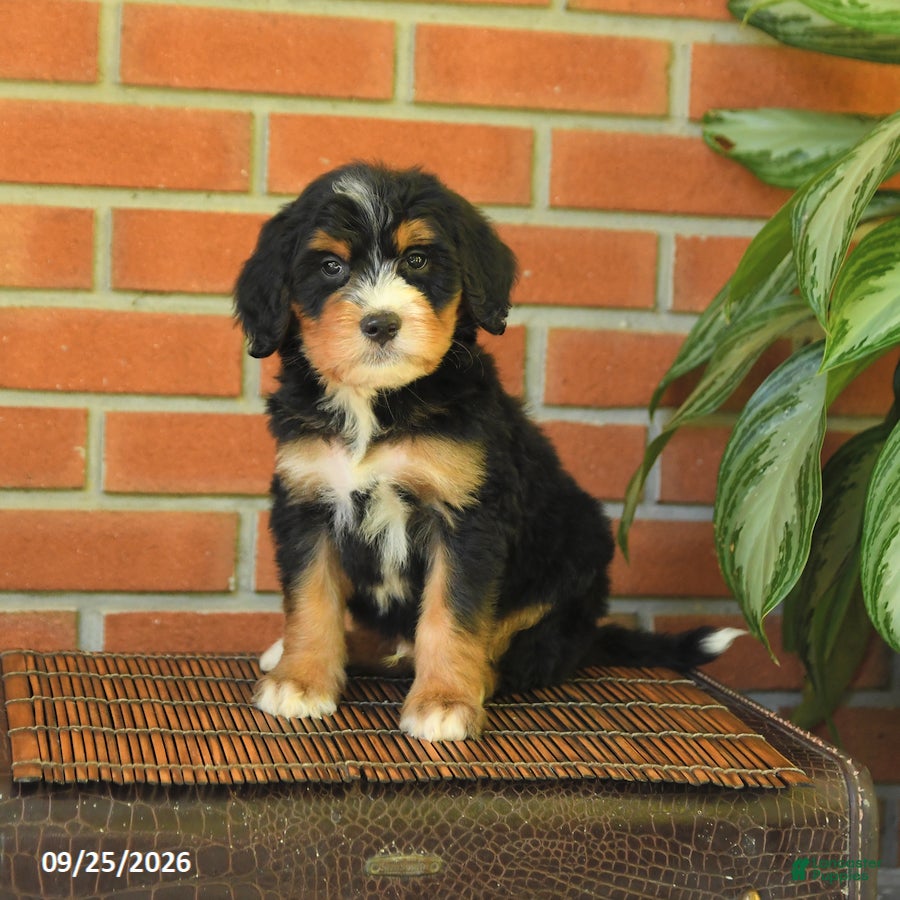 Bernedoodle dogs Baxter - Ad 2