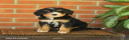 Bernedoodle dogs for sale: Baxter - Ad 2