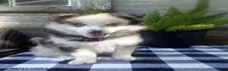 Pomsky dogs for sale: Jade - Ad 5