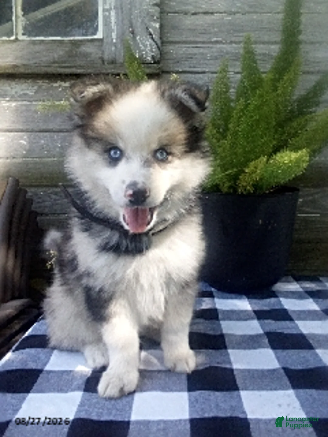 Pomsky dogs for sale: Jade - Ad 5