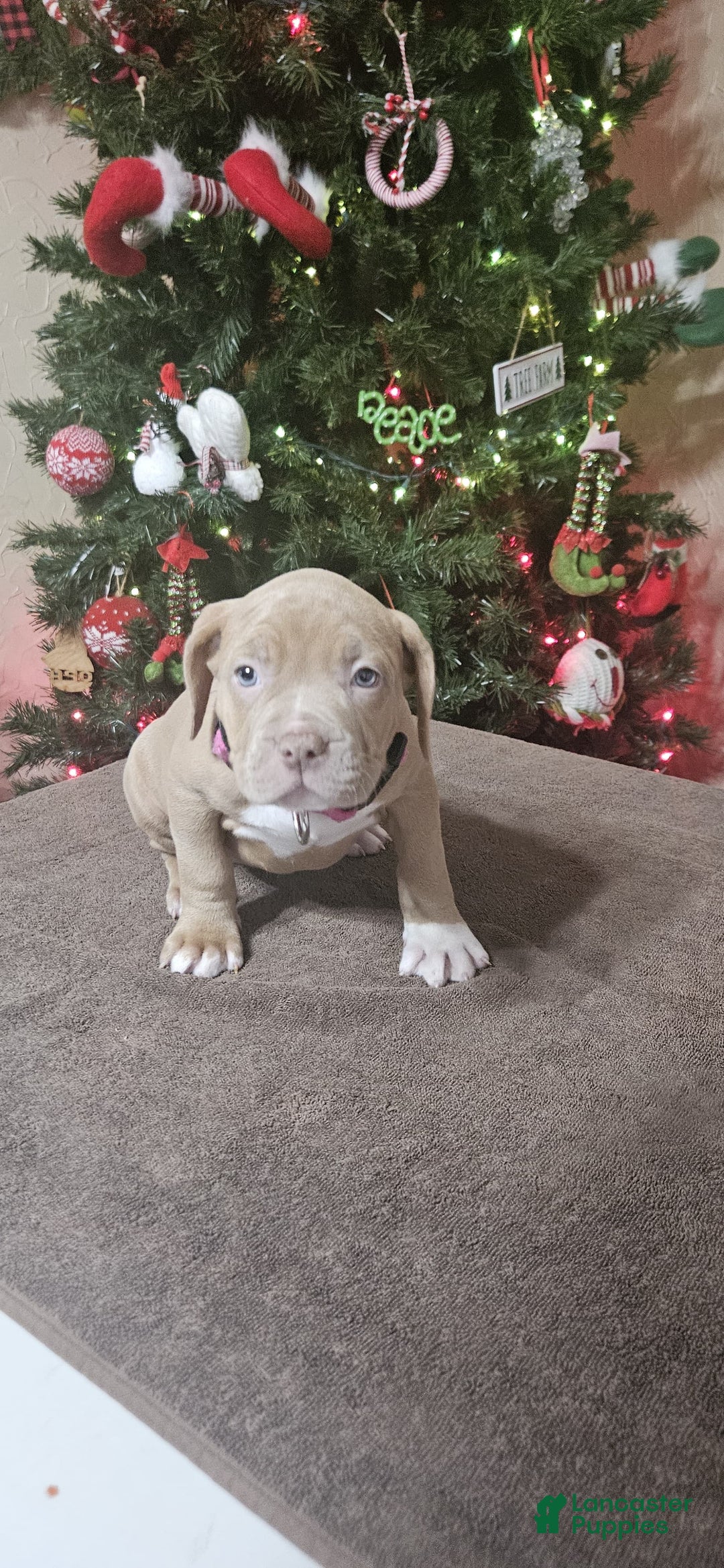 American Bully dogs for sale: NOEL - Ad 2