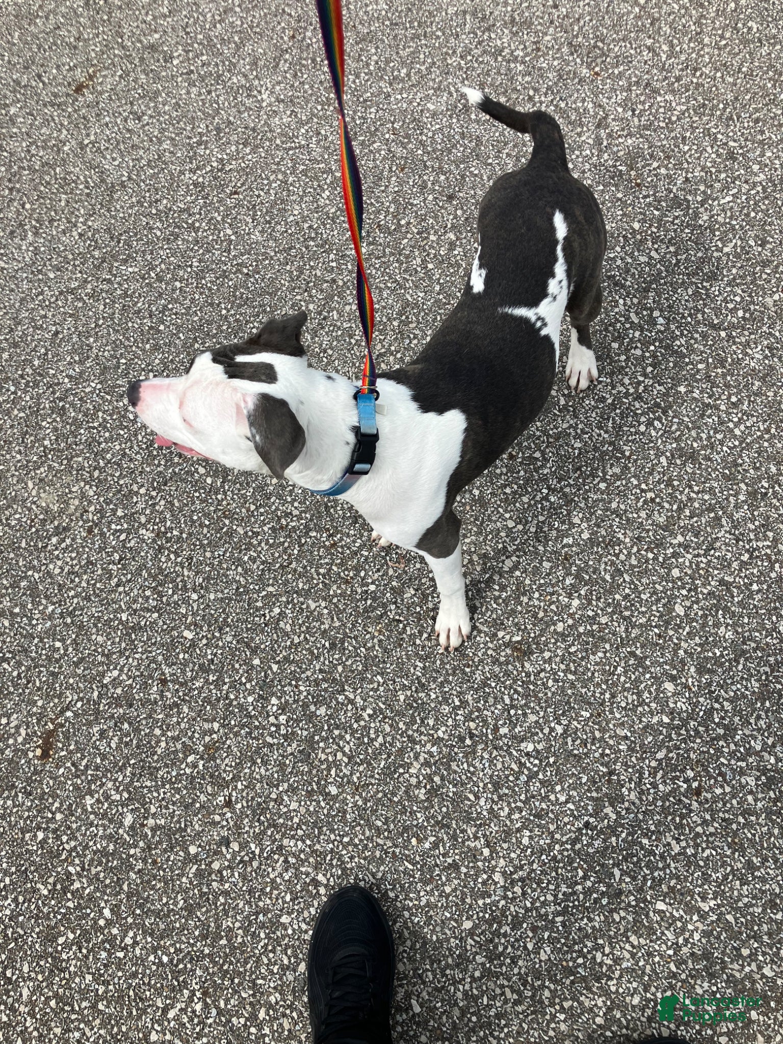 Mixed Breed dogs Mixed Breed Puppy 1 - Ad 1