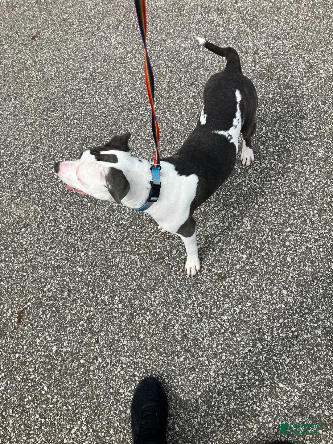 Mixed Breed dogs for sale: Mixed Breed Puppy 1 - Ad 1